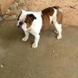 Bulldog Puppies from Jodi's Bulldogs