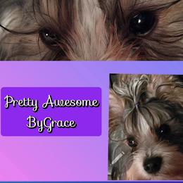 Pert - Yorkshire Terrier
