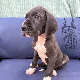Sabbath - Black male Great Dane puppy in Prairieville, Louisiana from Southern Barron Danes & Dachshunds