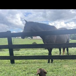 Doberman Pinscher Puppies from Ranchers Companion Doberman Kennel