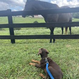 Doberman Pinscher Puppies from Ranchers Companion Doberman Kennel