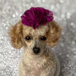 Maevie - Poodle