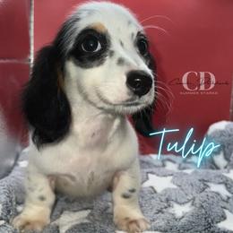 Dachshund Puppies from Camacho_Dachshunds
