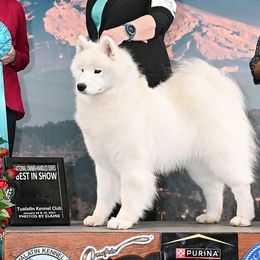 Samoyeds from Dream Samoyeds
