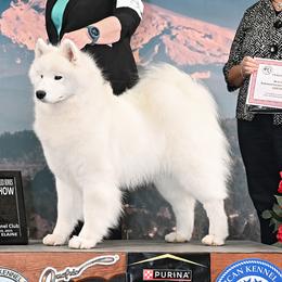 Samoyeds from Dream Samoyeds