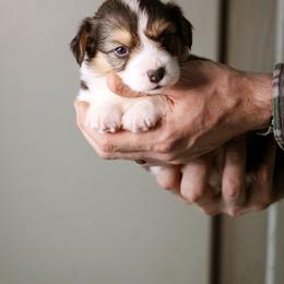 Timothy - Black and tan male Pembroke Welsh Corgi puppy in South Otselic, New York from Ridge Top Corgis