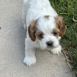 Cavapoo and Shihpoo Puppies from Haus of Doodles