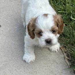 Cavapoo and Shihpoo Puppies from Haus of Doodles