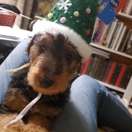 Airedale Terrier puppies from Arily Airedales