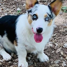 American Corgis, Australian Shepherds, and Pembroke Welsh Corgis from Chisholm Trail Kennels
