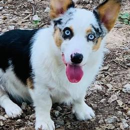 American Corgis, Australian Shepherds, and Pembroke Welsh Corgis from Chisholm Trail Kennels