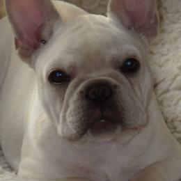 French Bulldog All Grown Up from Crestagard
