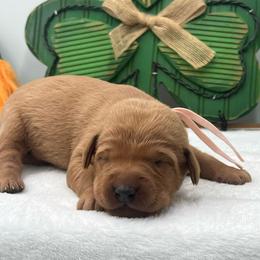 Pink - Yellow female Labrador Retriever puppy in Heath Springs, South Carolina from Rich Hill Retrievers