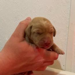 Orange - Yellow male Labrador Retriever puppy in Newaygo, Michigan from Royal Oak Gundogs