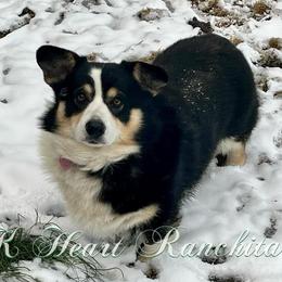 Beau - Pembroke Welsh Corgi