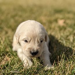 Cosmo - Light golden male Golden Retriever puppy in Lakeside, Arizona from Tall Pines Goldens