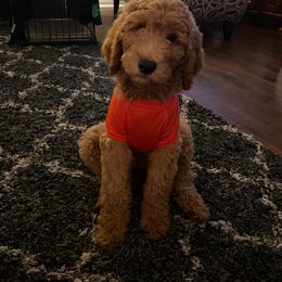 Goldendoodle and Labradoodle All Grown Up from Brock Farm Doodles, LLC