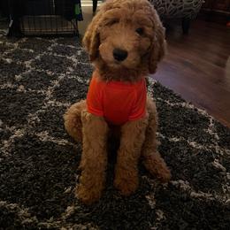 Goldendoodle and Labradoodle All Grown Up from Brock Farm Doodles, LLC