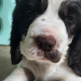 Ms Purple - White and liver female English Springer Spaniel puppy in Montville, Connecticut from Hillside Springs Farm