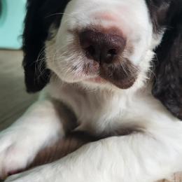 Ms Purple - White and liver female English Springer Spaniel puppy in Montville, Connecticut from Hillside Springs Farm