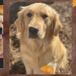 Kyah - Golden Retriever