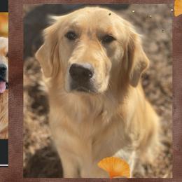 Kyah - Golden Retriever