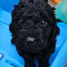 Niblet - Black female Goldendoodle puppy in Harris County, Texas from Cute & Curly Doodles