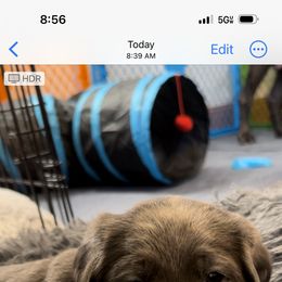 Dilute Retriever Puppies from Irby Acres Labs