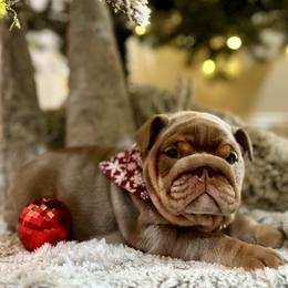 Ziva - Lilac tri-color female Bulldog puppy in Hernando, Mississippi from Blues City Bulldogs