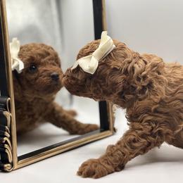 Georgia - Red  female Poodle puppy in Munster, Indiana from Miranda’s Sunshine Poodles and Doodles