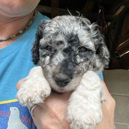Labradoodle Puppies from Bear Creek Labradoodles