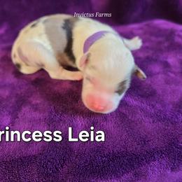 Princess Leia - Blue merle female Australian Shepherd puppy in Smithfield, Utah from Invictus Farms