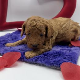 Bolide-no bow - Red  male Poodle puppy in Central, Arizona from Desert Valley Doodles