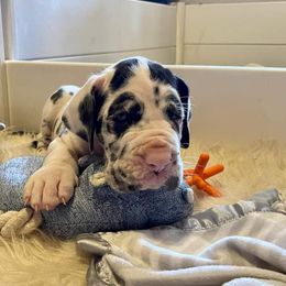 Great Dane and Yorkshire Terrier Puppies from Chuck City Danes
