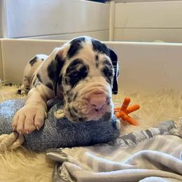 Great Dane and Yorkshire Terrier Puppies from Chuck City Danes