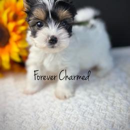 Girl 3 - Black tan and white female Biewer Terrier puppy in Lathrop, California from Forever Charmed