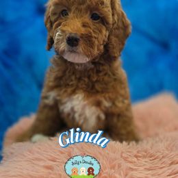 Glinda - Parti female Goldendoodle puppy in Lynn Haven, Florida from JoZy's Doodles