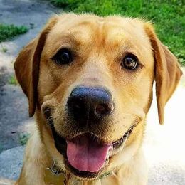 Golden Retrievers and Labrador Retrievers from Aurum Canine Services