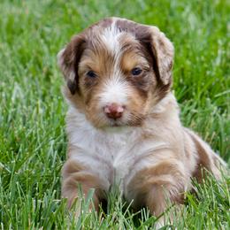 Gruber - Red merle male Aussiedoodle puppy in Decatur, Illinois from Signature Doodles
