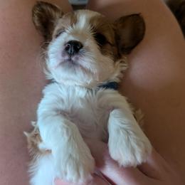 Cavapoo Puppies from Crystal Coast Cavapoodles