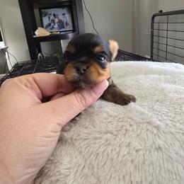 Girl 1 - Blue and gold female Yorkshire Terrier puppy in Nitro, West Virginia from Nitro Elite Babydoll Yorkies
