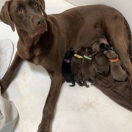 Labrador Retriever Puppies from Cary’s Buck Creek Retrievers
