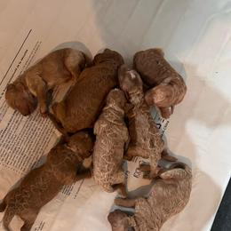 Oliver - Apricot male Goldendoodle puppy in Fairmont, West Virginia from Robin Nelson