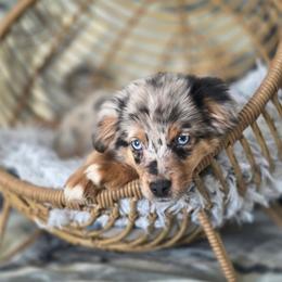 Razzels - Blue merle male Miniature Australian Shepherd puppy in Killen, Alabama from Wilkers Wholehearted Mini Aussies
