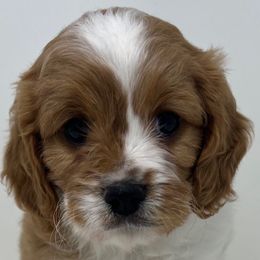 Rain - Red female Cavapoo puppy in Columbus, Montana from Montanas Mountain Bernedoodles