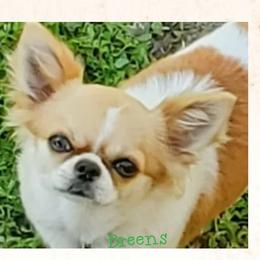 Webbys boy - Black sabled fawn male Chihuahua puppy in Richmond, Virginia from Breens
