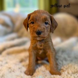 Yellow girl - Red  female Goldendoodle puppy in Valdese, North Carolina from Doodling All Day Goldendoodles