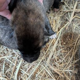 Girl 5 - Brindle female Anatolian Shepherd Dog puppy in Cleveland, Minnesota from Schmahl Family Farms