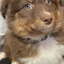 Green - Red Australian Shepherd puppy in Frederic, Michigan from Chilly Peckers Farm