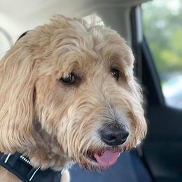 Dandy  - Goldendoodle